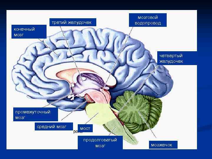 третий желудочек мозговой водопровод конечный мозг четвертый желудочек промежуточный мозг средний мозг мост продолговатый