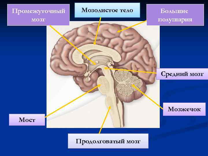 Ствол головного мозга рисунок