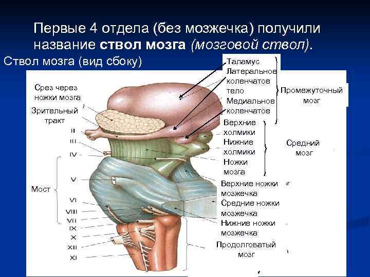 Картинки ствол головного мозга