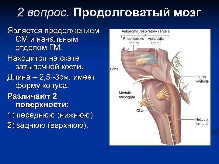 Ствол головного мозга фото