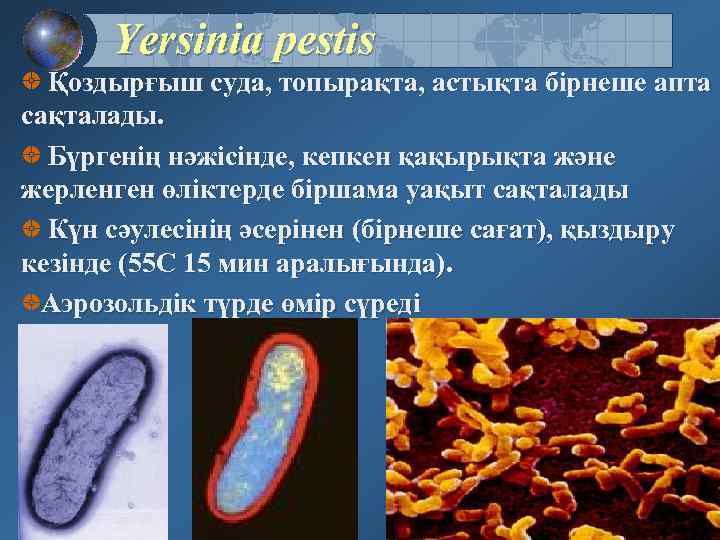 Иерсинии. Бактерия Yersinia pestis строение. Yersinia pestis резистентность.