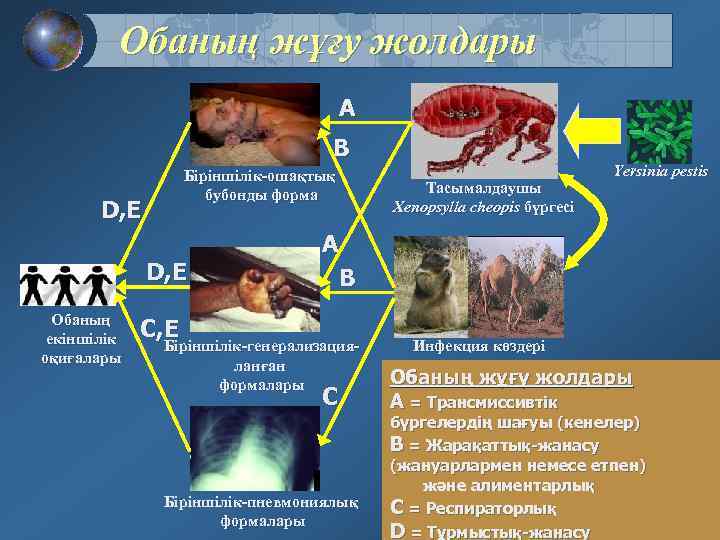 Обаның жұғу жолдары A B Біріншілік-ошақтық бубонды форма D, E Обаның екіншілік оқиғалары Тасымалдаушы