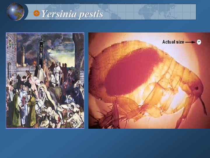 Yersinia pestis 