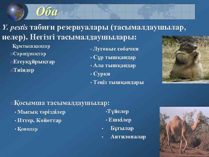 Оба Y. pestis табиғи резервуалары (тасымалдаушылар, иелер). Негізгі тасымалдаушылары: Құмтышқандар Саршұнақтар Егеуқұйрықтар Тиіндер •