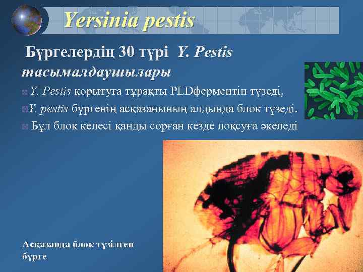 Yersinia pestis Бүргелердің 30 түрі Y. Pestis тасымалдаушылары Y. Pestis қорытуға тұрақты PLDферментін түзеді,