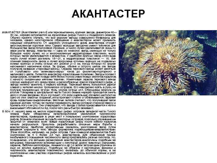 АКАНТАСТЕР (Acanthaster planci) или терновый венец, крупная звезда, диаметром 40— 50 см. , нередко