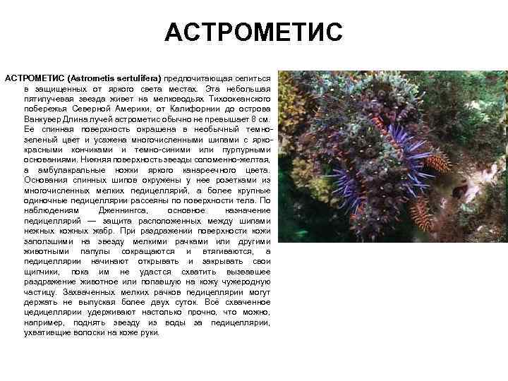 АСТРОМЕТИС (Astrometis sertulifera) предпочитающая селиться в защищенных от яркого света местах. Эта небольшая пятилучевая