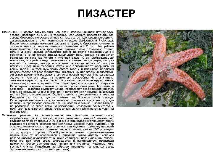 ПИЗАСТЕР (Pisaster brevispinus) над этой крупной хищной пятилучевой звездой проводились очень интересные наблюдения. Ползая