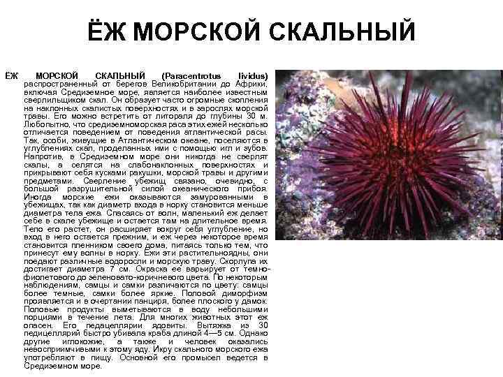 ЁЖ МОРСКОЙ СКАЛЬНЫЙ (Paracentrotus lividus) распространенный от берегов Великобритании до Африки, включая Средиземное море,