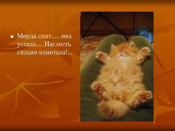 n Морда спит. . . она устала. . Наглость сильно измотала!. . . 