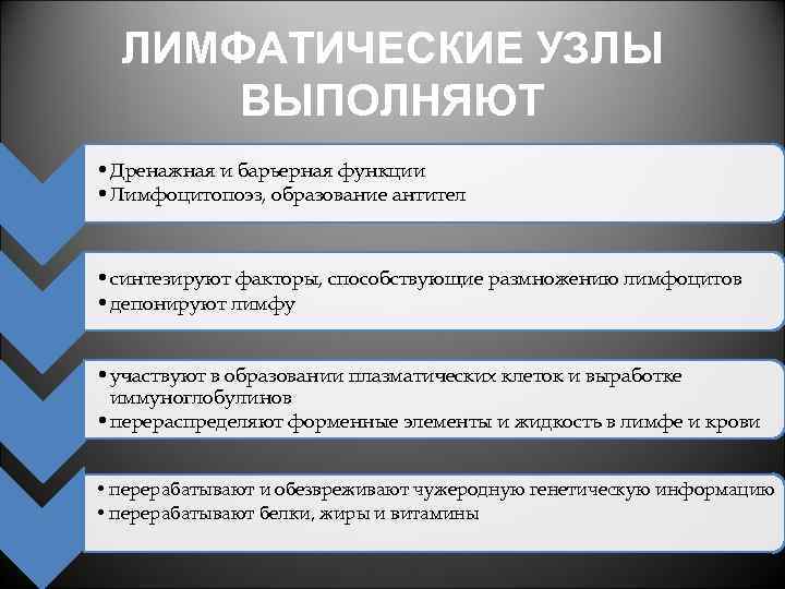 ЛИМФАТИЧЕСКИЕ УЗЛЫ ВЫПОЛНЯЮТ • Дренажная и барьерная функции • Лимфоцитопоэз, образование антител • синтезируют