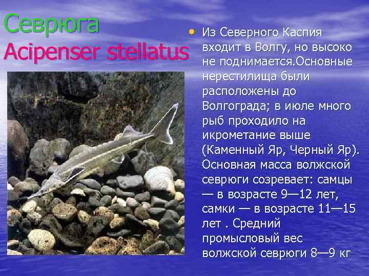 Севрюга • Из Северного Каспия Acipenser stellatus входит в Волгу, но высоко не поднимается.