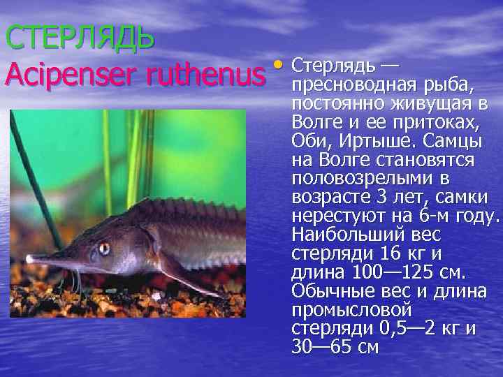 Красная книга карелии рыбы фото и описание