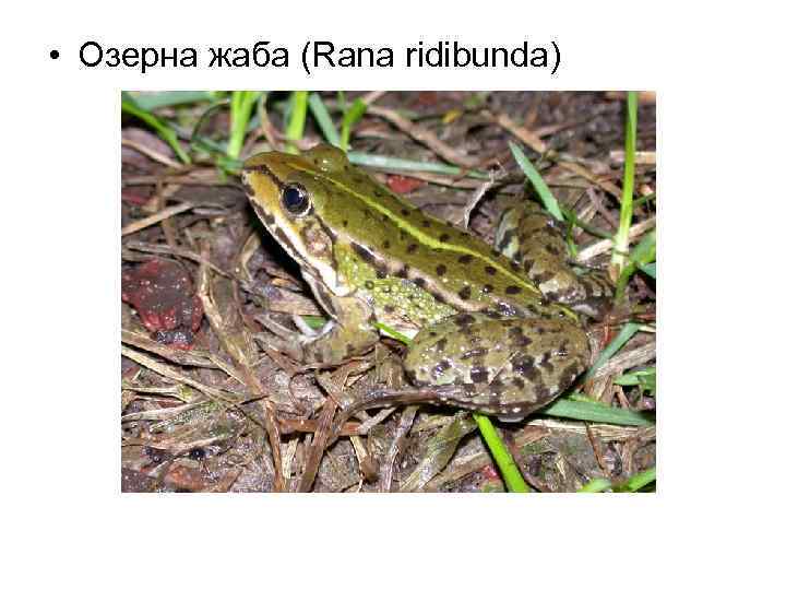  • Озерна жаба (Rana ridibunda) 