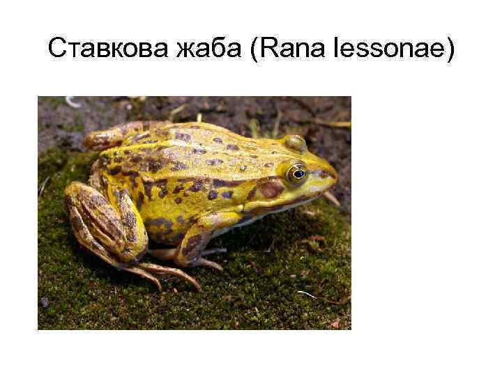 Cтавкова жаба (Rana lessonae) 