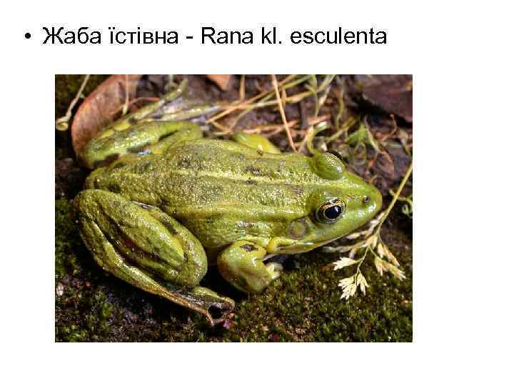  • Жаба їстівна - Rana kl. esculenta 