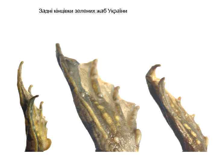 Задні кінцівки зелених жаб України 