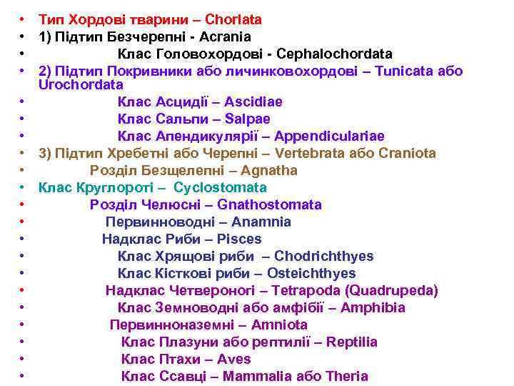  • Тип Хордові тварини – Chorlata • 1) Підтип Безчерепні - Acrania •