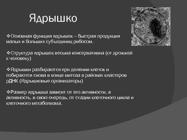 Ядрышко v. Основная функция ядрышек – быстрая продукция малых и больших субъединиц рибосом. v.