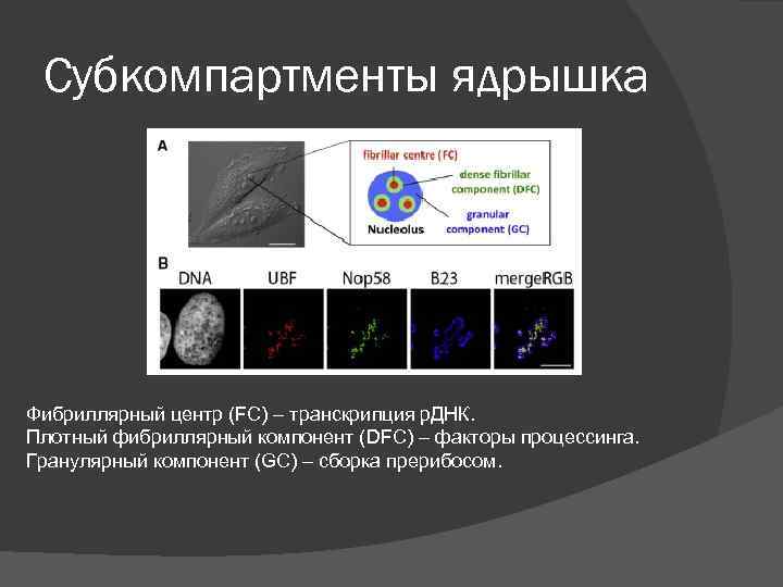 Субкомпартменты ядрышка Фибриллярный центр (FC) – транскрипция р. ДНК. Плотный фибриллярный компонент (DFC) –