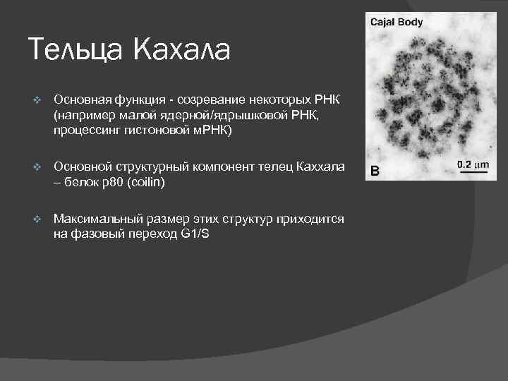 Тельца Кахала v Основная функция - созревание некоторых РНК (например малой ядерной/ядрышковой РНК, процессинг