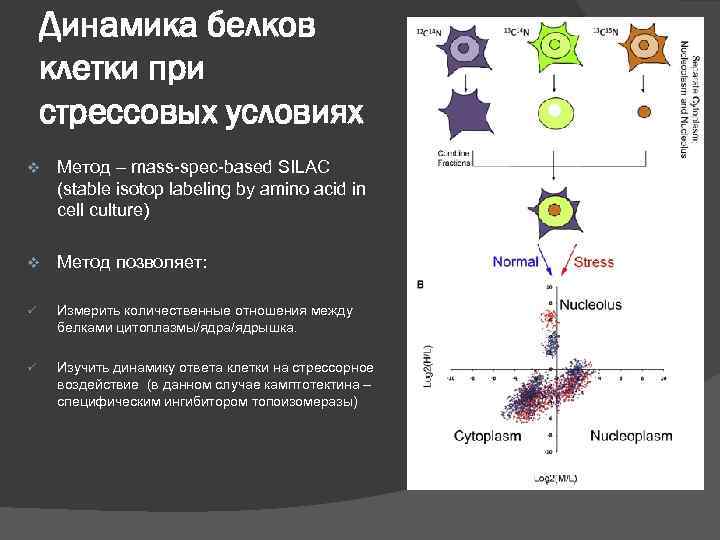 Динамика белков клетки при стрессовых условиях v Метод – mass-spec-based SILAC (stable isotop labeling