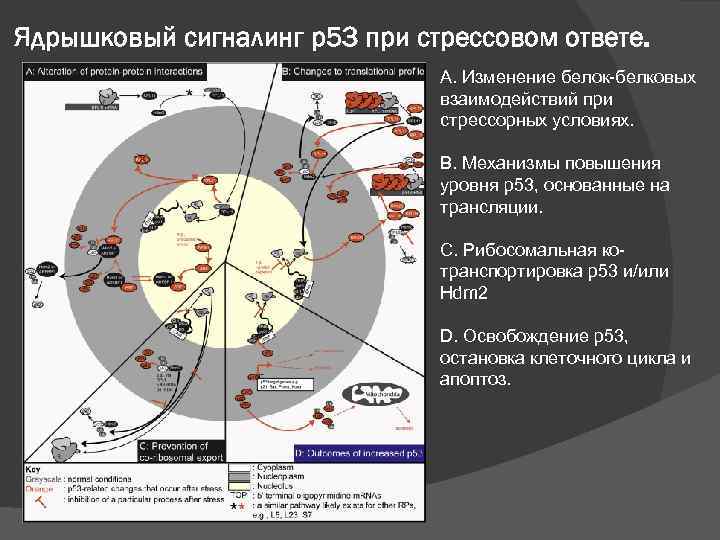 Ядрышковый сигналинг p 53 при стрессовом ответе. А. Изменение белок-белковых взаимодействий при стрессорных условиях.