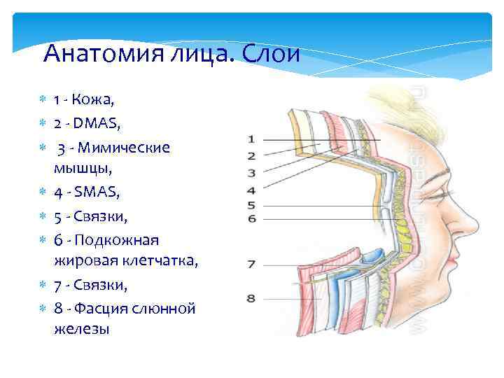 Анатомия лица. Слои 1 - Кожа, 2 - DMAS, 3 - Мимические мышцы, 4