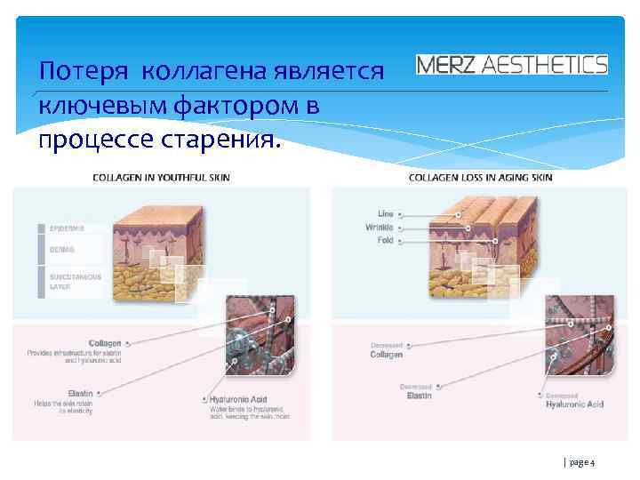 Потеря коллагена является ключевым фактором в процессе старения. | page 4 