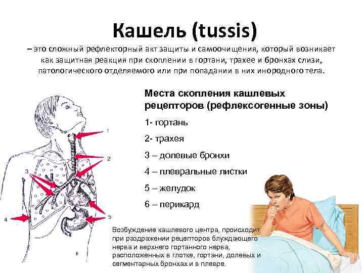  Кашель (tussis) – это сложный рефлекторный акт защиты и самоочищения, который возникает как