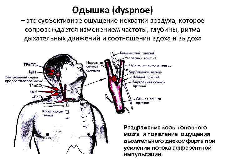 Одышка (dyspnoe) – это субъективное ощущение нехватки воздуха, которое сопровождается изменением частоты, глубины, ритма