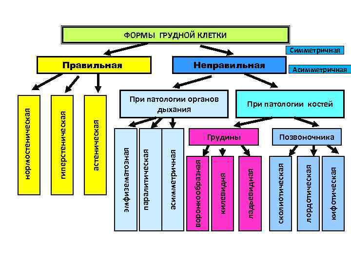 кифотическая Неправильная лордотическая Грудины сколиотическая При патологии органов дыхания ладьевидная килевидня Правильная воронкообразная асимметричная