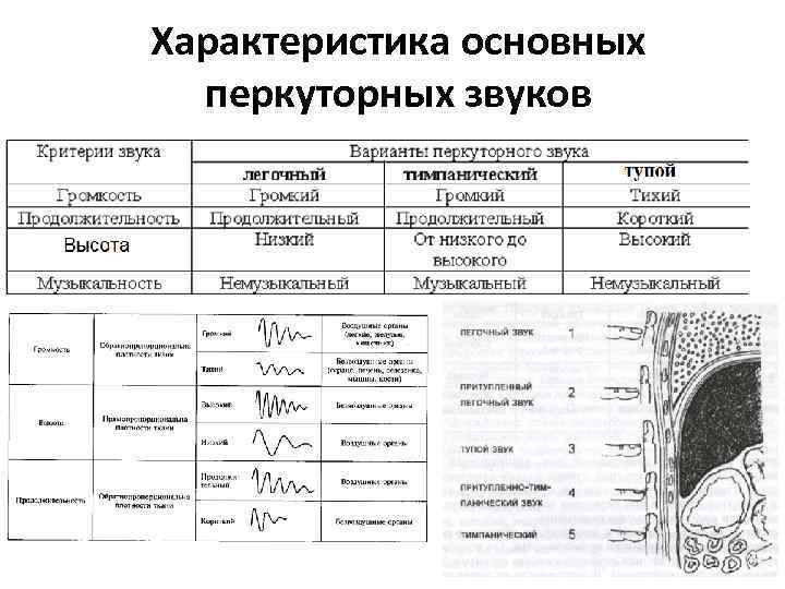 Перкуторно над легкими легочный звук