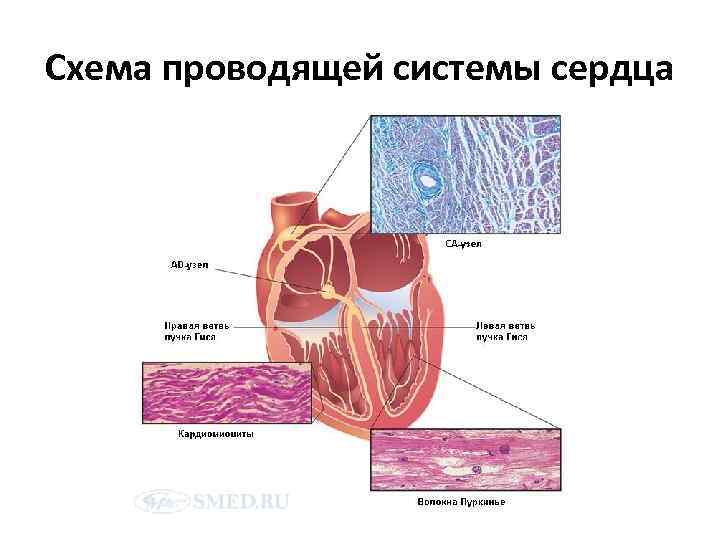 Схема проводящей системы сердца 