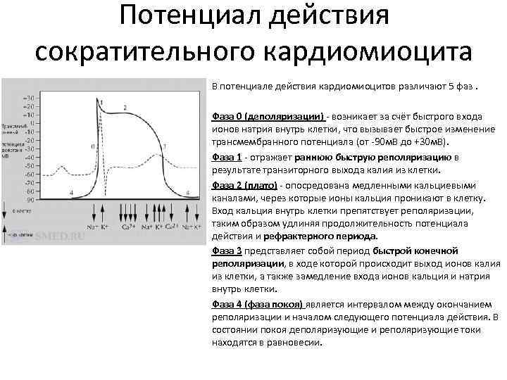 Потенциал действия сократительного кардиомиоцита В потенциале действия кардиомиоцитов различают 5 фаз. Фаза 0 (деполяризации)