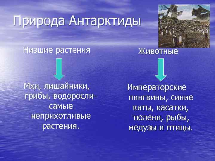 Природа Антарктиды Низшие растения Мхи, лишайники, грибы, водорослисамые неприхотливые растения. Животные Императорские пингвины, синие