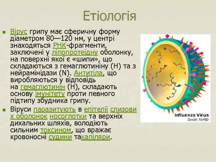 Етіологія n n Вірус грипу має сферичну форму діаметром 80— 120 нм, у центрі