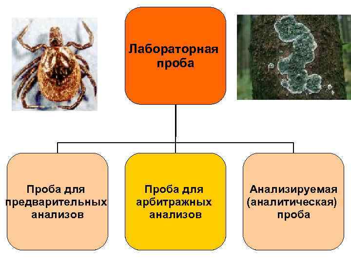 Лабораторная проба Проба для предварительных анализов Проба для арбитражных анализов Анализируемая (аналитическая) проба 