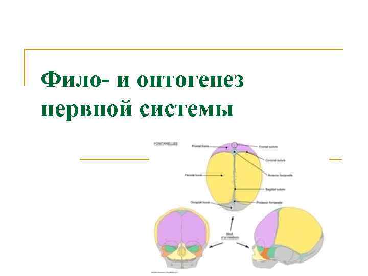 Фило- и онтогенез нервной системы 