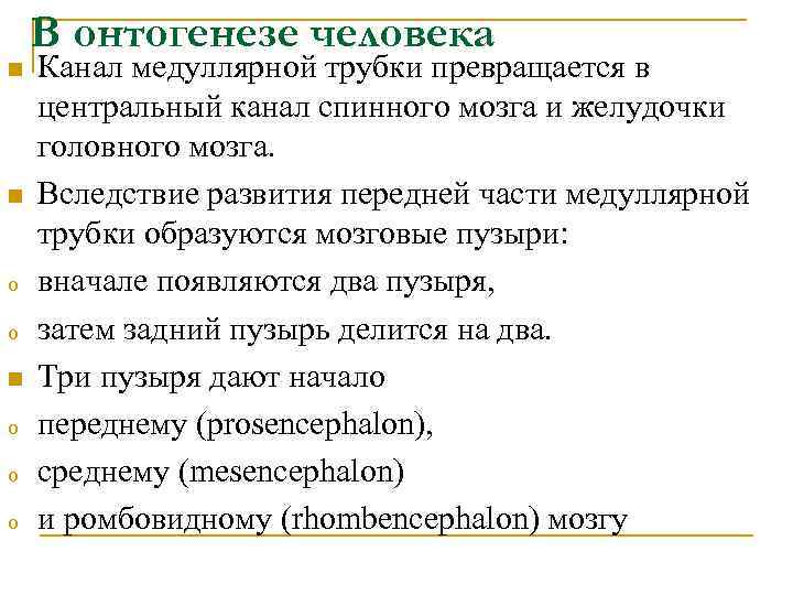 n n o o o В онтогенезе человека Канал медуллярной трубки превращается в центральный