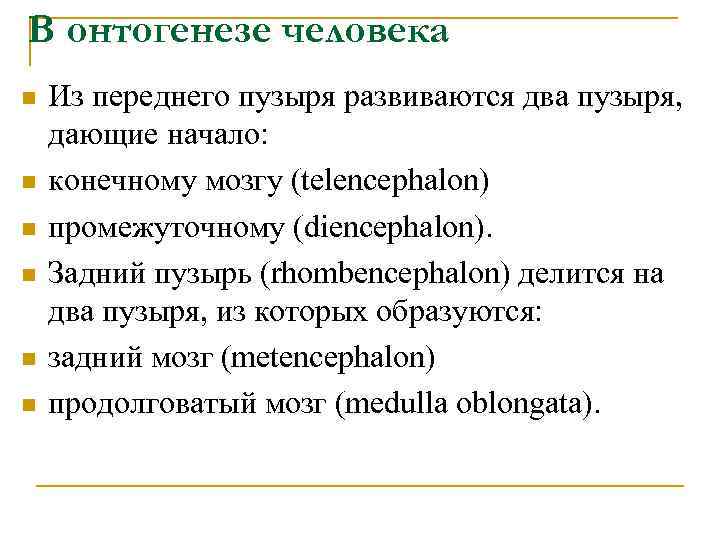В онтогенезе человека n n n Из переднего пузыря развиваются два пузыря, дающие начало: