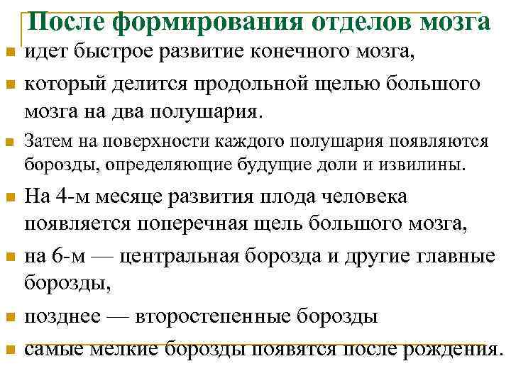После формирования отделов мозга n n n n идет быстрое развитие конечного мозга, который