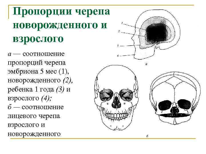 Пропорции черепа новорожденного и взрослого а — соотношение пропорций черепа эмбриона 5 мес (1),