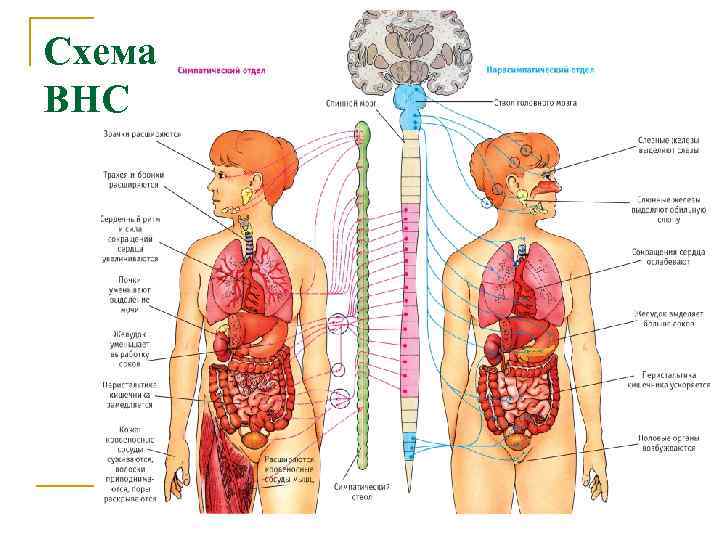 Схема ВНС 