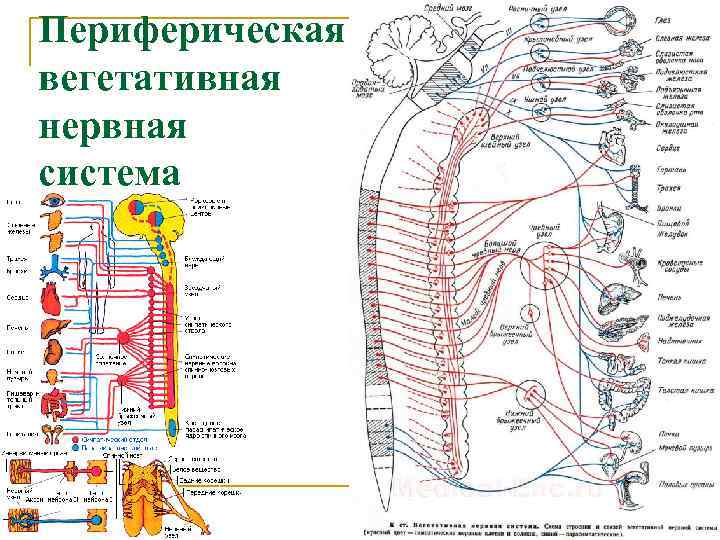 Периферическая вегетативная нервная система 