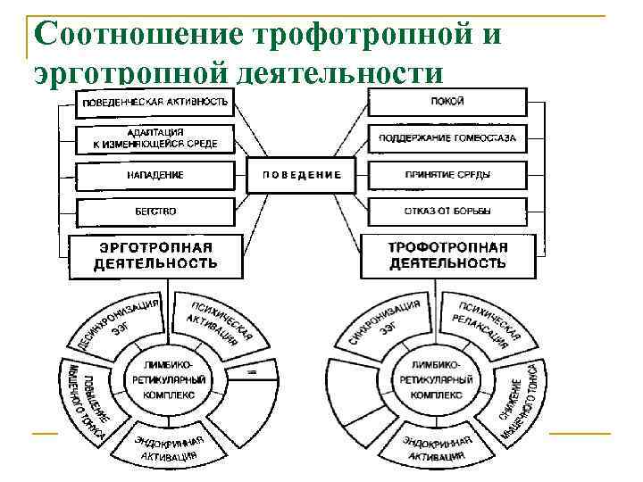 Соотношение трофотропной и эрготропной деятельности 