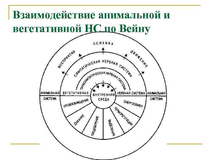 Взаимодействие анимальной и вегетативной НС по Вейну 