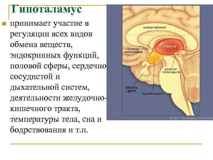Гипоталамус n принимает участие в регуляции всех видов обмена веществ, эндокринных функций, половой сферы,