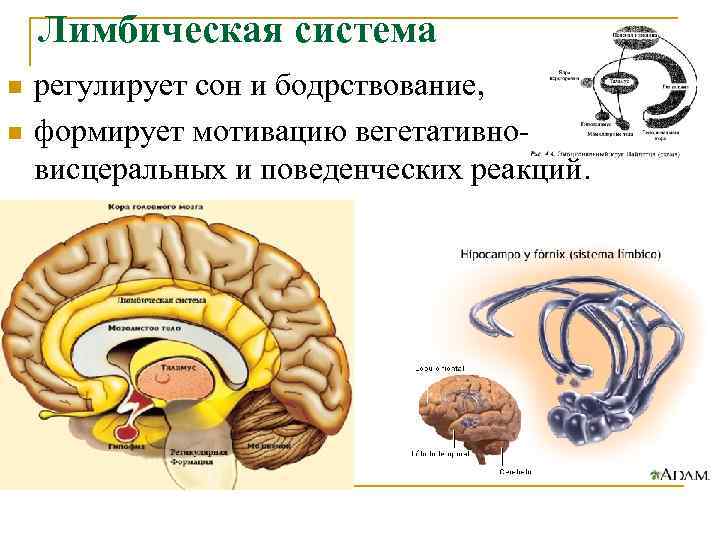 Лимбическая система n n регулирует сон и бодрствование, формирует мотивацию вегетативно висцеральных и поведенческих