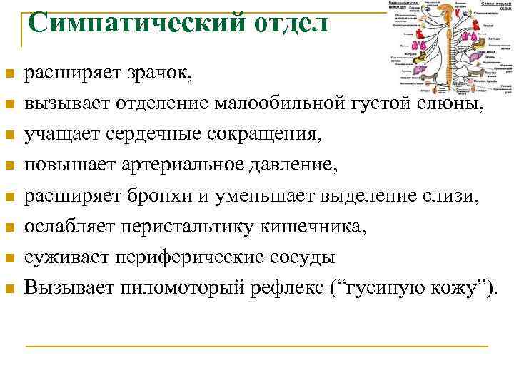 Симпатический отдел n n n n расширяет зрачок, вызывает отделение малообильной густой слюны, учащает